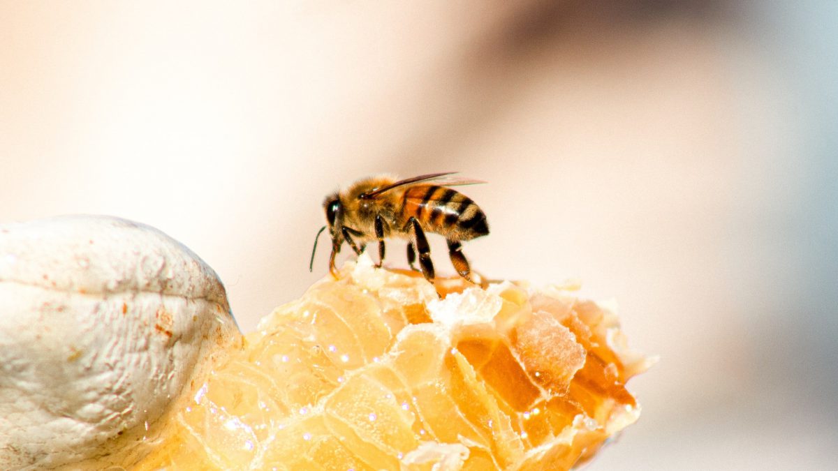The Benefits of Honeycomb: Natural, Unprocessed, and Delicious